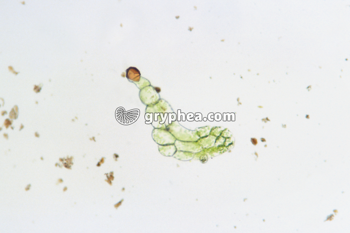 Fougère - Spore de Fougère après germination x25 - gryphea.com